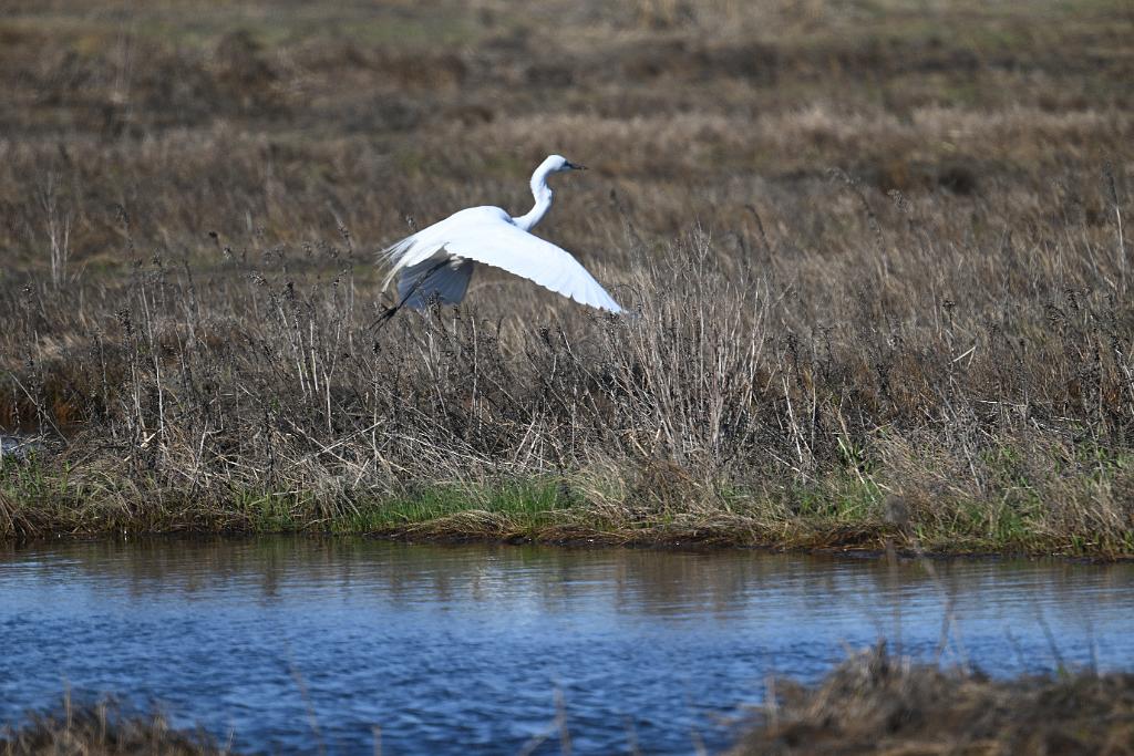 2025-04286635 Parker River  NWR, MA.JPG - Great Egret taking flight. Parker River National Wildlife Refuge, MA, 4-28-2025